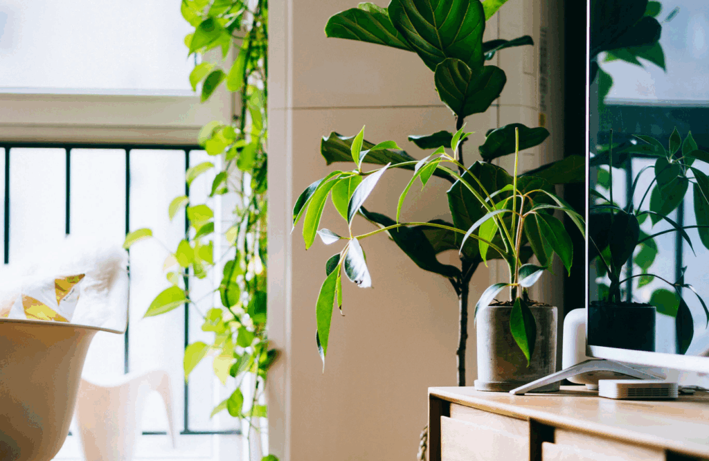 5 plantas ideais para ter no escritório