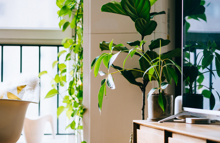 Conheça plantas ideais para decorar o escritório e saiba como cuidar delas
